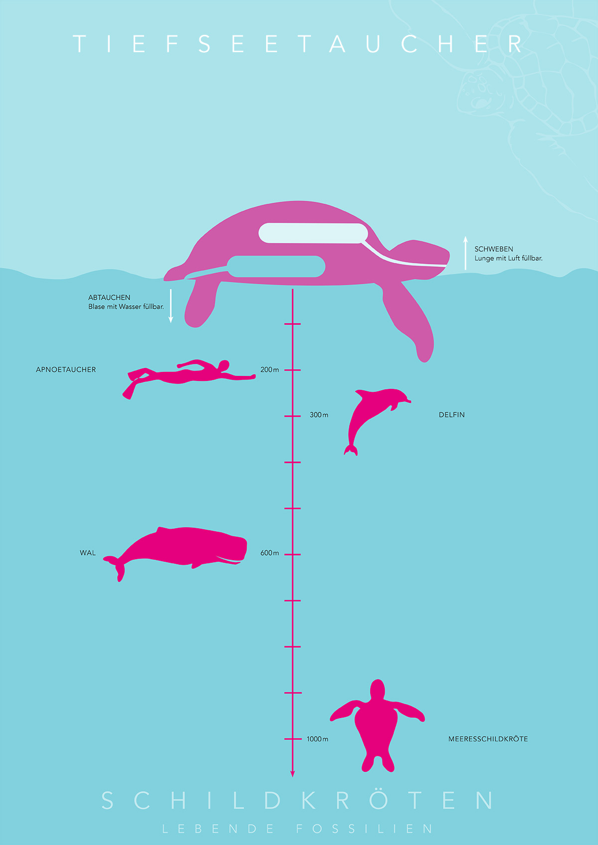 Infografiken Schildkröten